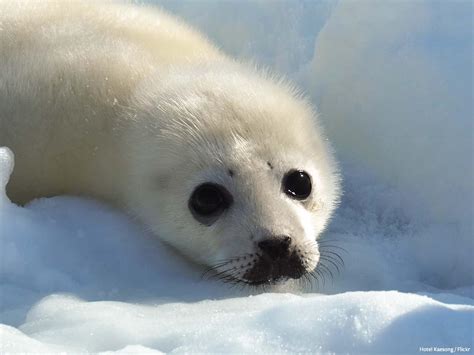 Sonia The Baby Seal .